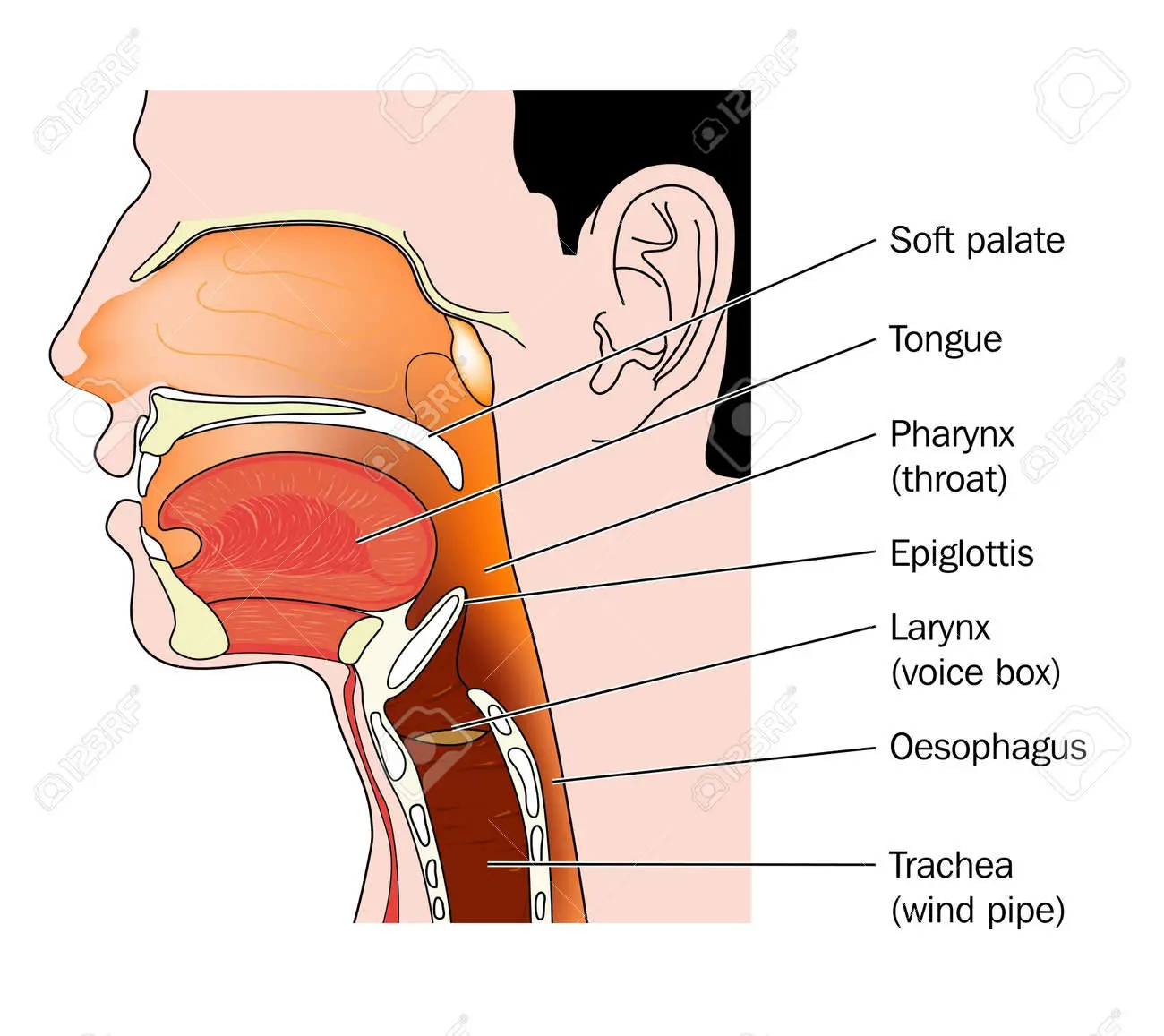nose and throat (anatomy)